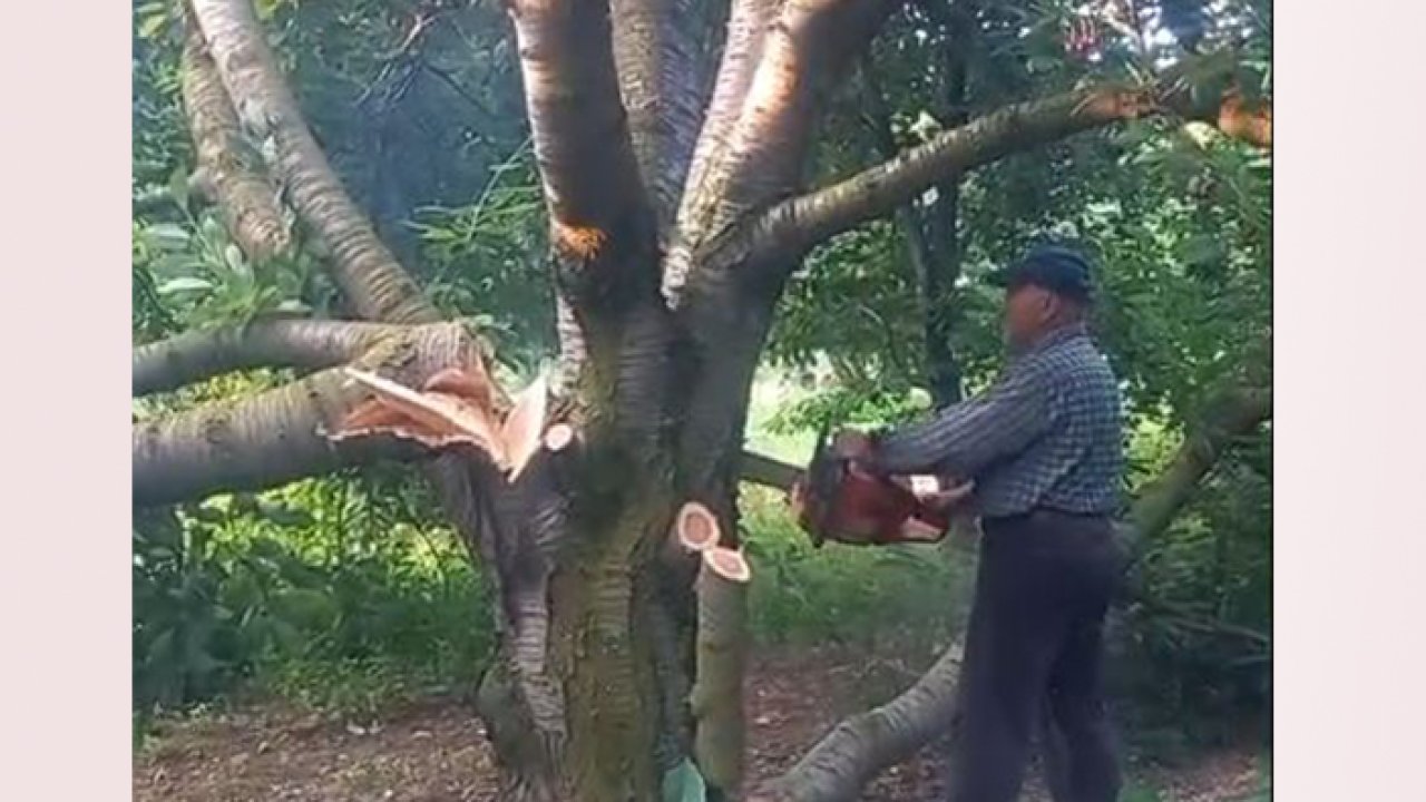 Akşehir'de kiraz para etmedi, üreticiler 15 yıllık ağaçları kesti