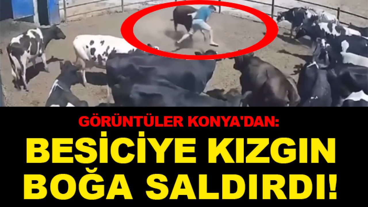 Görüntüler Konya'dan: Besiciye kızgın boğa saldırdı!