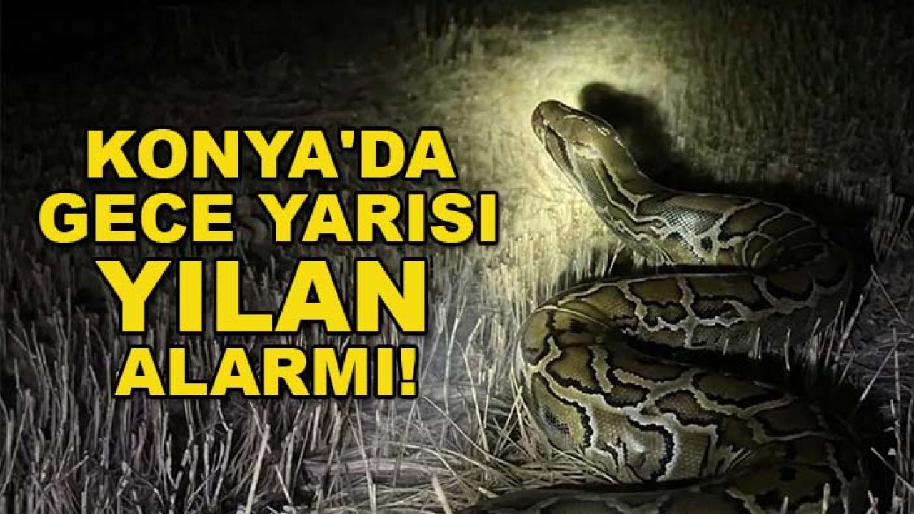 Konya'da gece yarısı yılan alarmı! Tarlada görenler şaşkına döndü