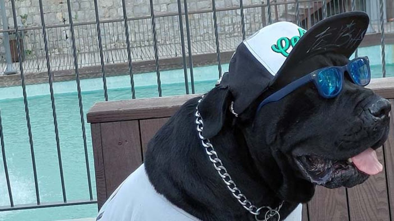Konya'da bu köpek görenleri kendine hayran bıraktı!