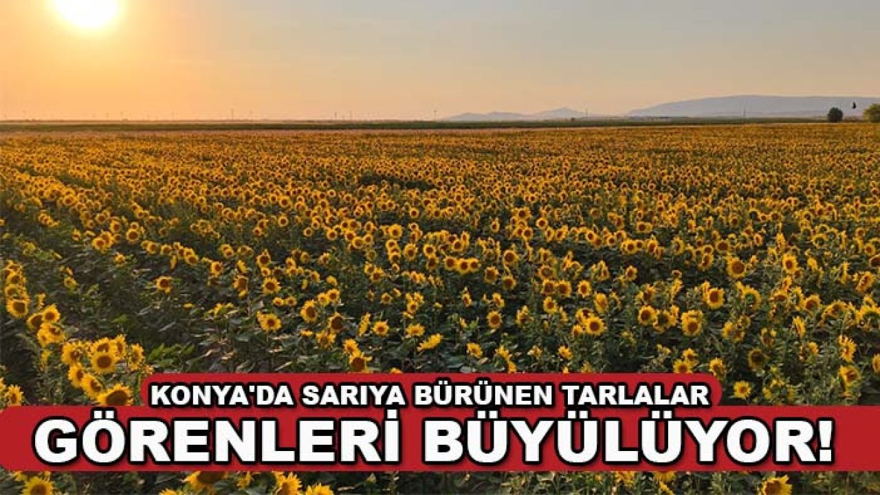 Konya'da sarıya bürünen tarlalar görenleri büyülüyor!