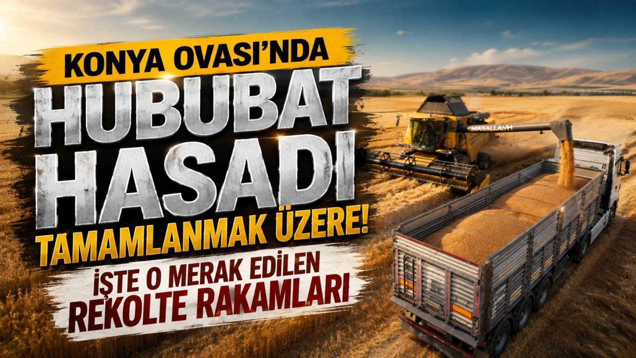 Konya Ovası'nda hububat hasadı tamamlanmak üzere! İşte o merak edilen rekolte rakamları