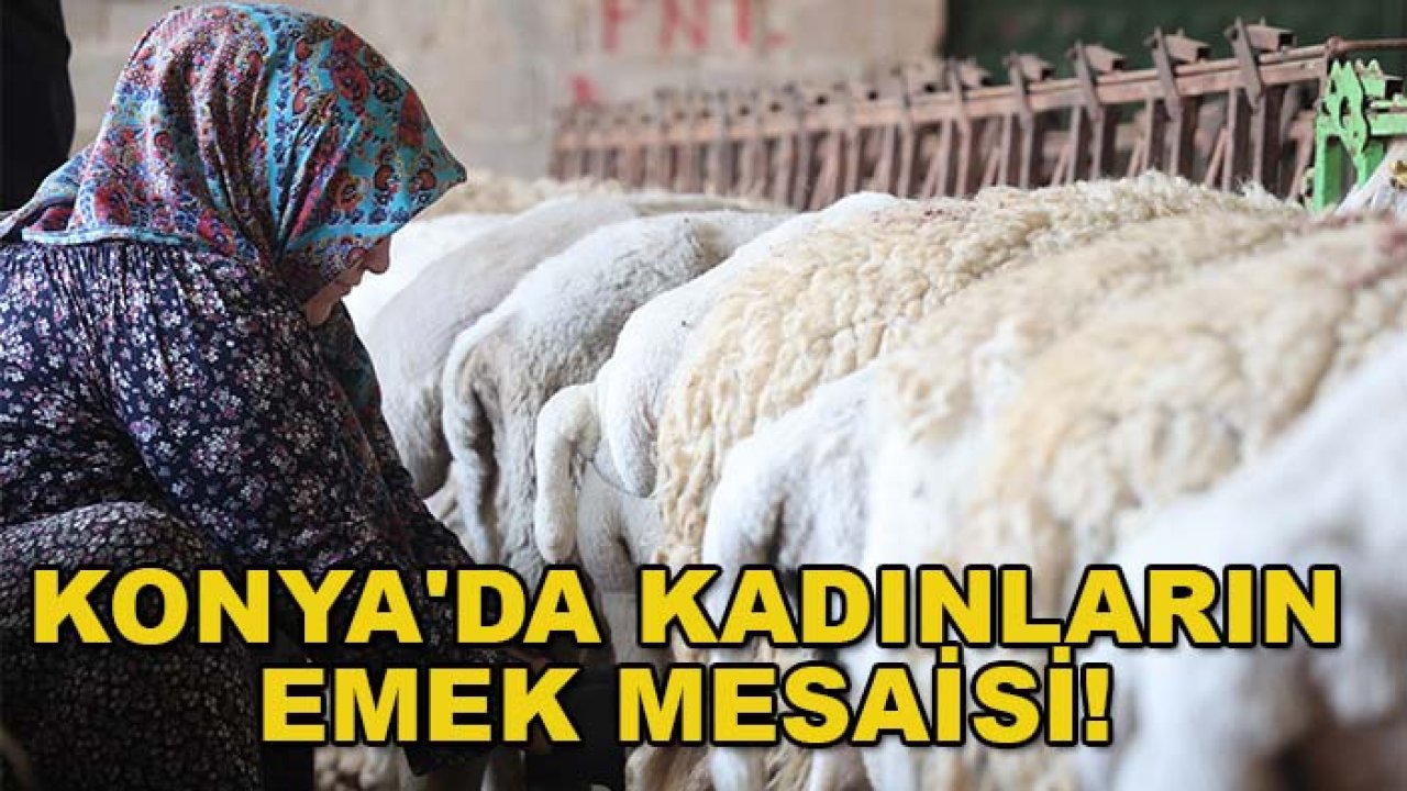 Konya'da kadınların emek mesaisi! Dağdan gelen süt servete dönüşüyor