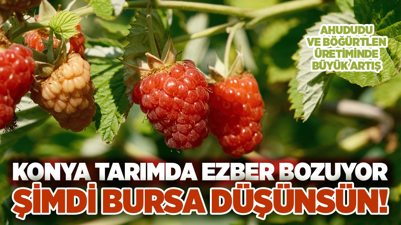 Konya tarımda ezber bozuyor! Bursa'nın en güçlü rakibi olduk
