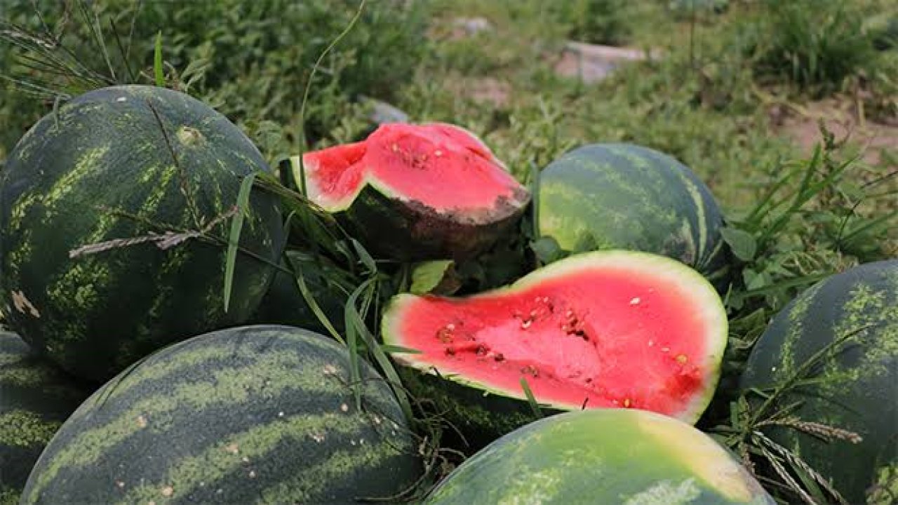 Karpuz seçmenin püf noktaları açıklandı! İşte tatlı ve sulu karpuzu anlamanın 9 yolu