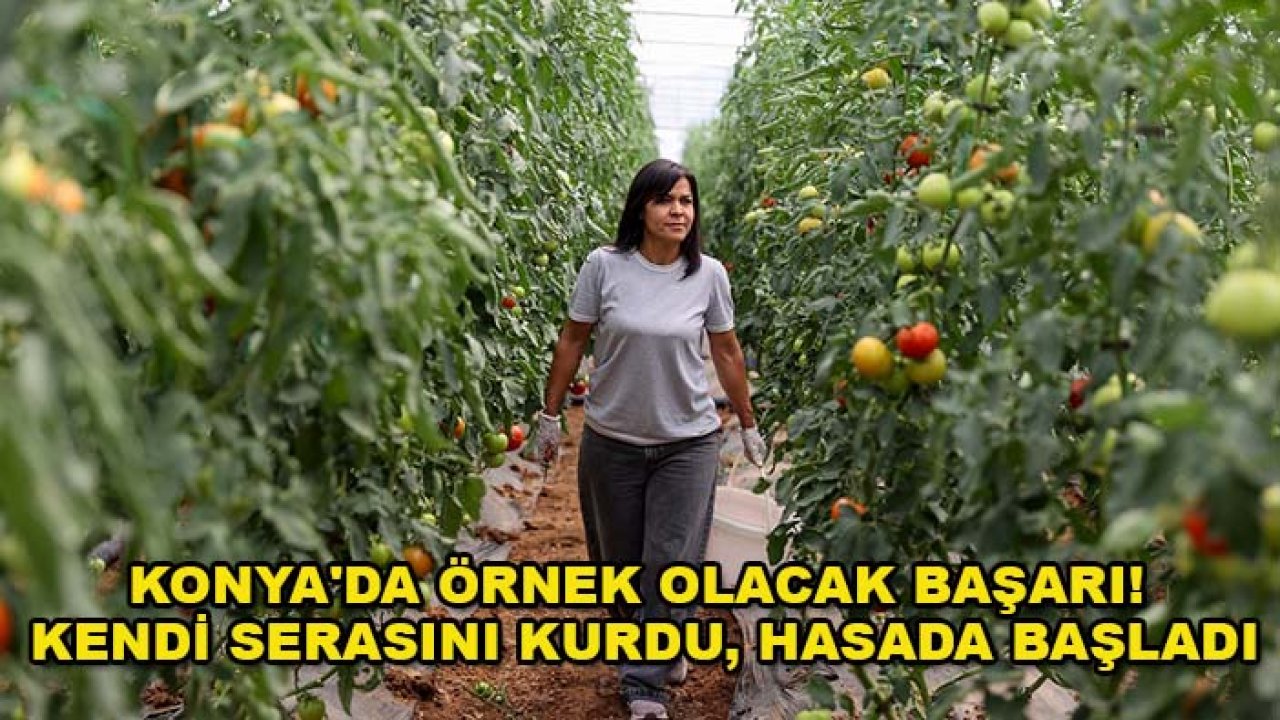 Konya'da örnek olacak başarı! Kendi serasını kurdu, hasada başladı