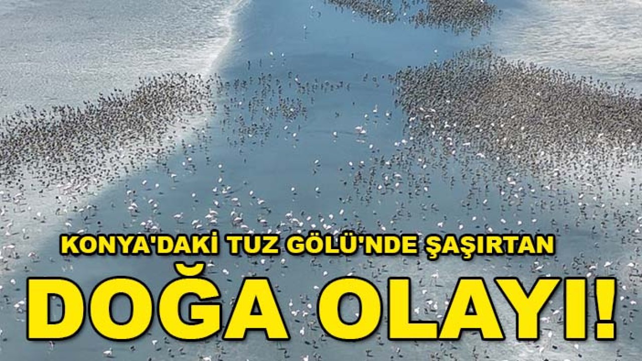 Konya'daki Tuz Gölü'nde şaşırtan doğa olayı! 12 bin 800 flamingo yavrusu bu sistem ile büyüyor