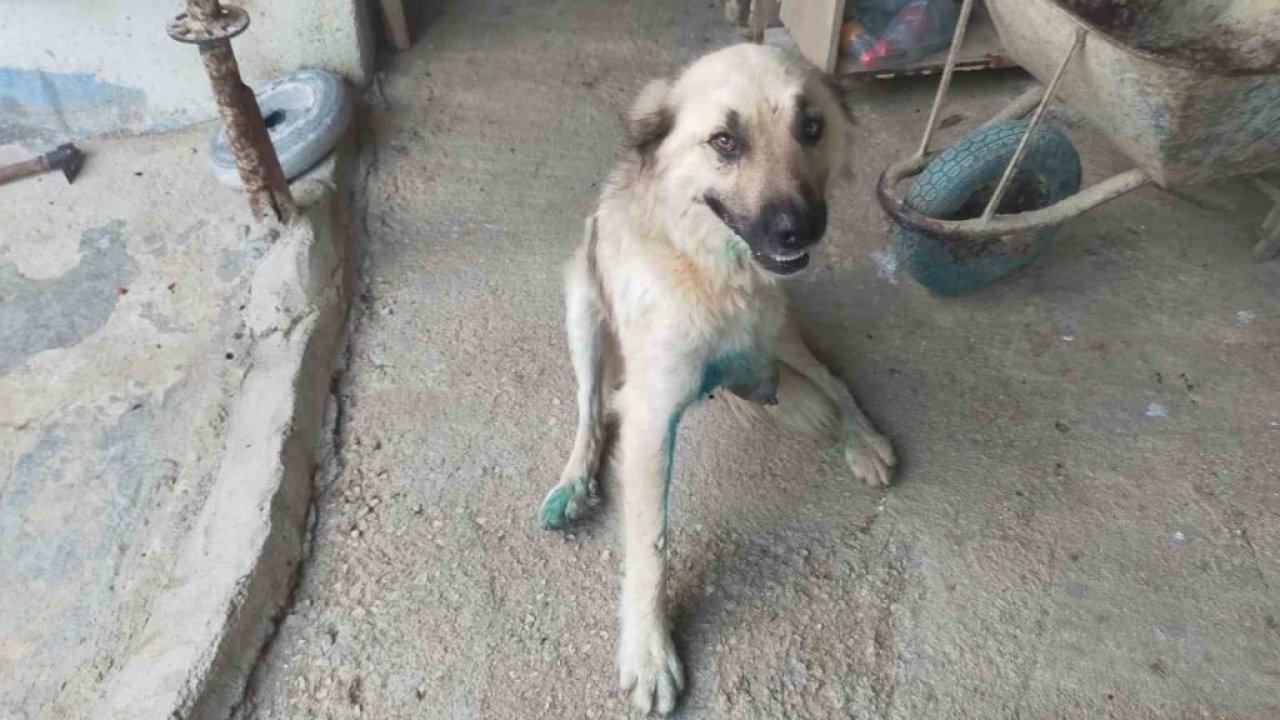 Köpeği tüfekle vurup sakat bıraktılar