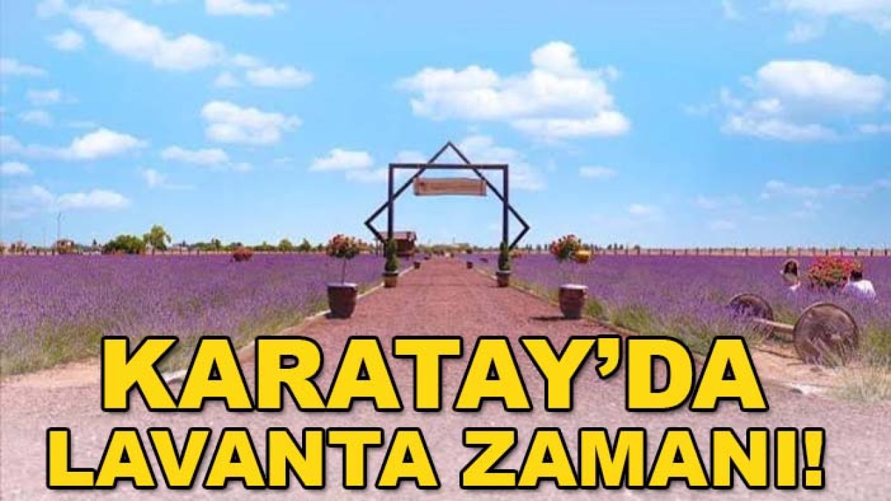 Karatay’da lavanta zamanı! Hasat başladı, bahçe mora büründü