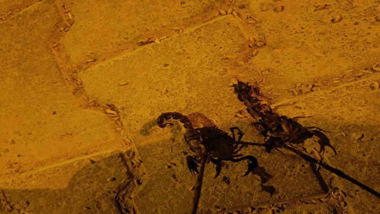 Bir il büyük telaşta! Ayakkabılarına saklanıyorlar
