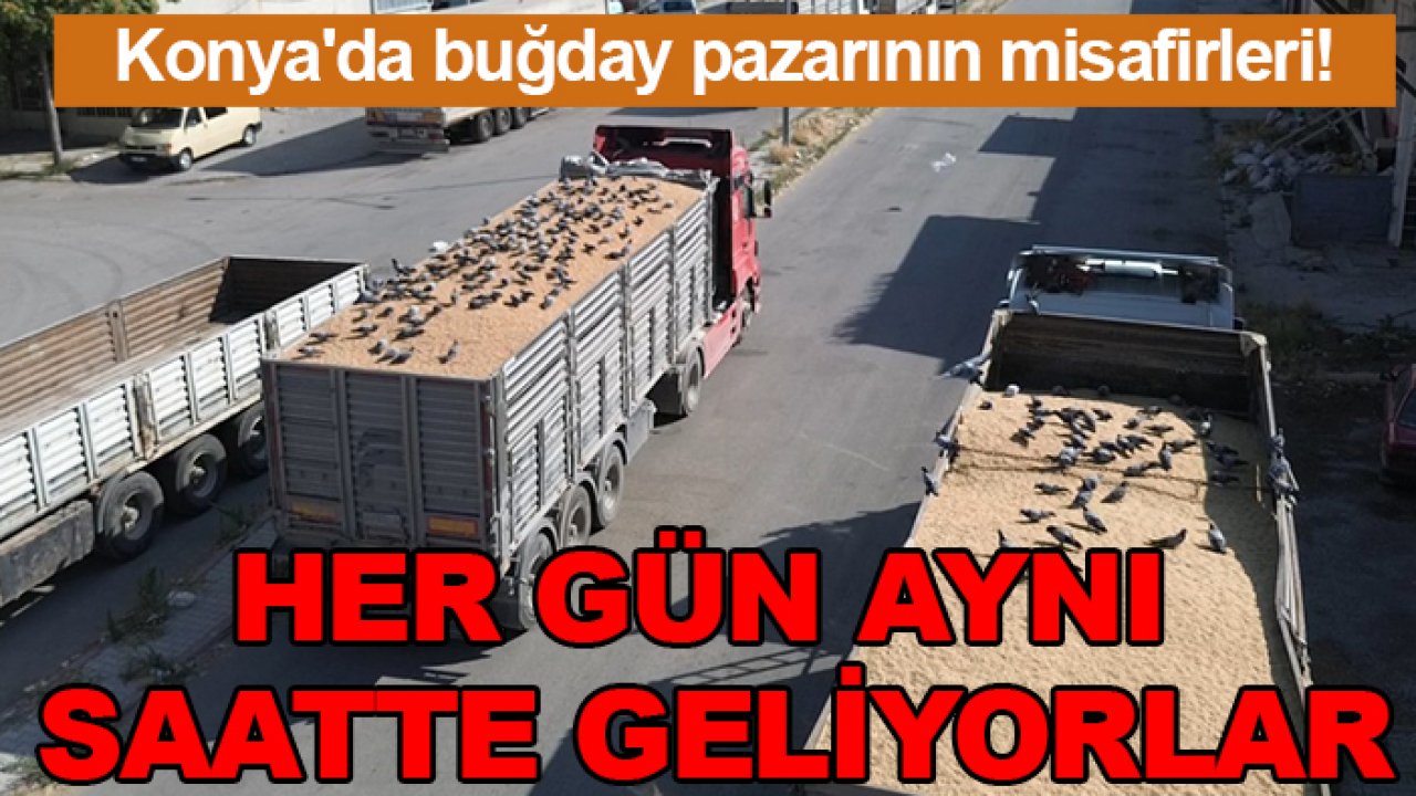 Konya'da buğday pazarının misafirleri! Her gün aynı saatte geliyorlar