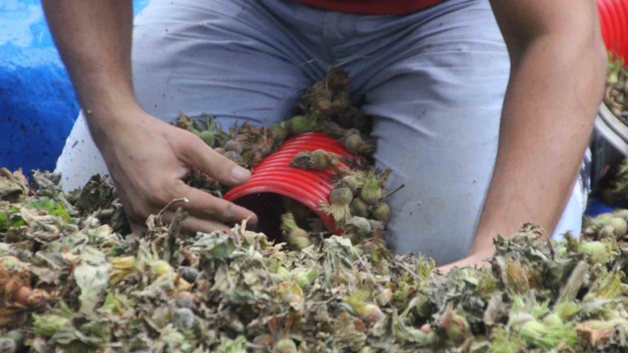 Geceleri bile durmuyorlar! Fındık sezonunda saatlik kazançları şaşırttı: 6 bin TL