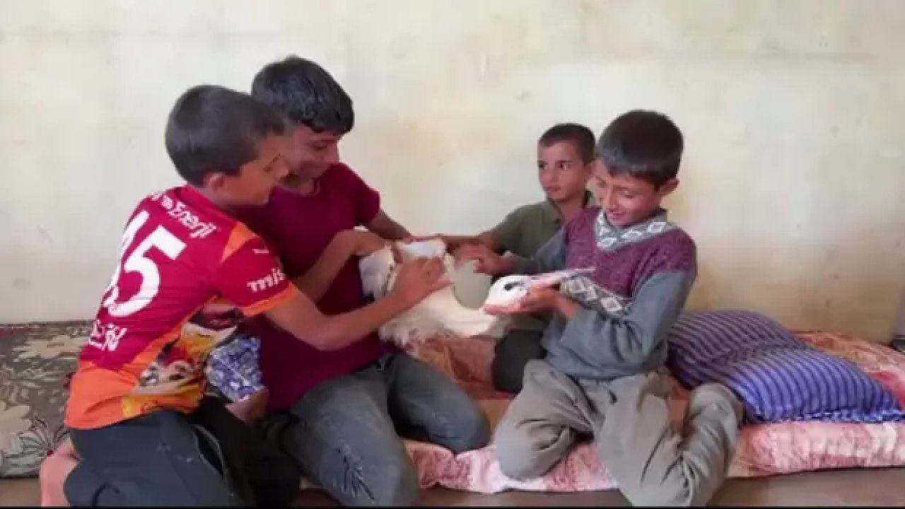 Göç yolunda yorgun düştü, bir ailenin hayatına girdi! “Leyla” için seferber oldular