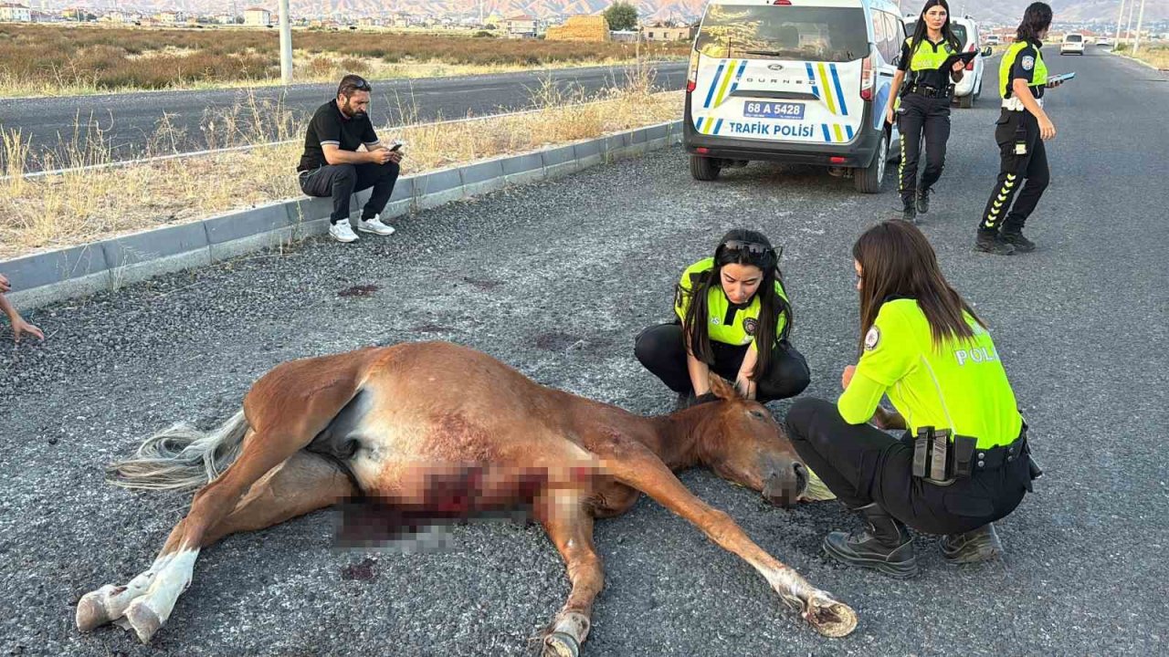 Aksaray’da yaralı at için saatlerce yardım beklendi! Barınakta yaşananlar yürek burktu