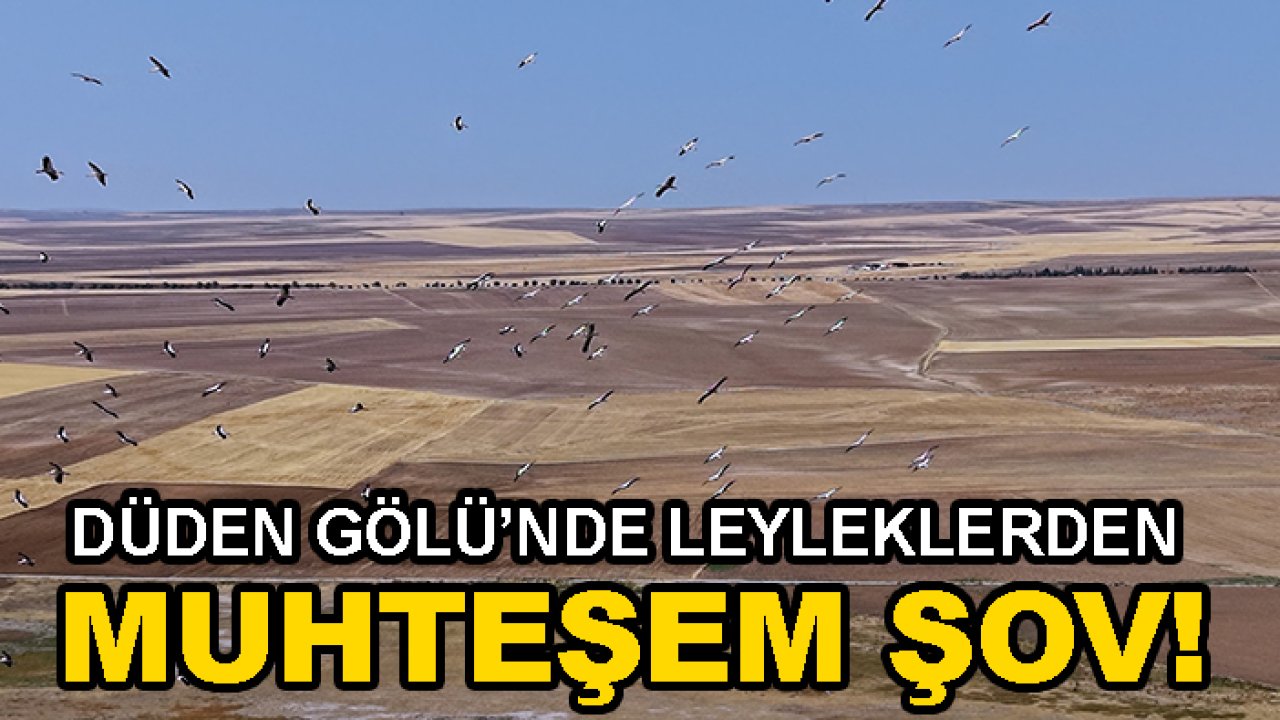 Düden Gölü’nde leyleklerden muhteşem şov!