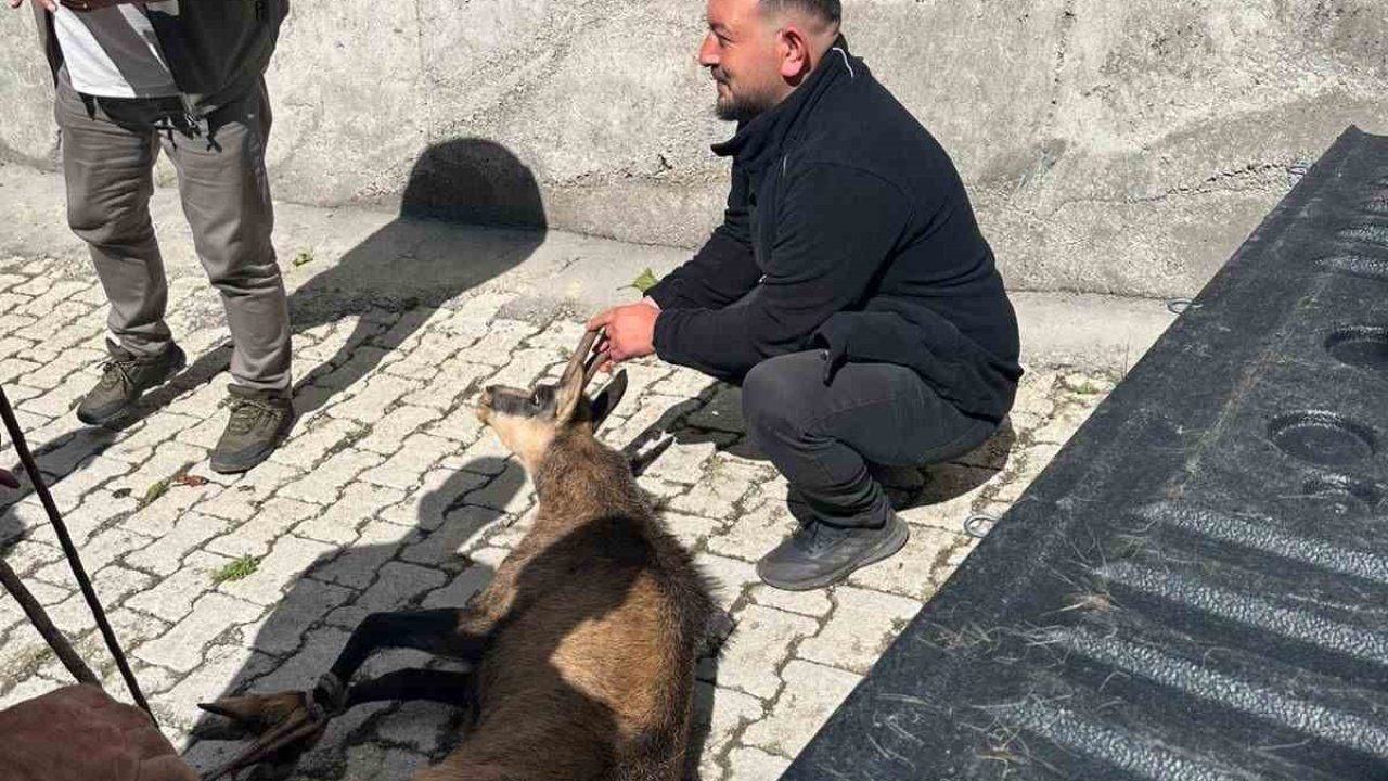 Doğadan köye gelen misafir için seferber oldular