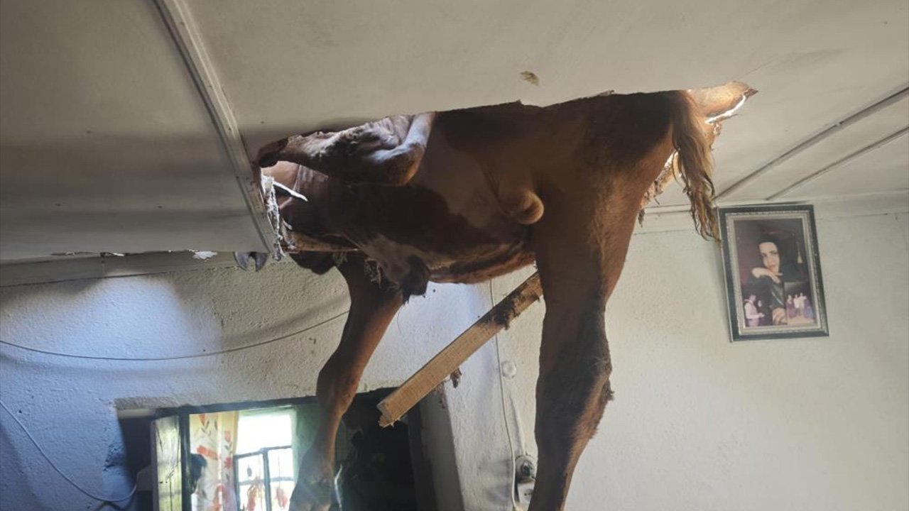 Evde uyuyanlar gözlerine inanamadı! Tavandan koca boğa sarktı