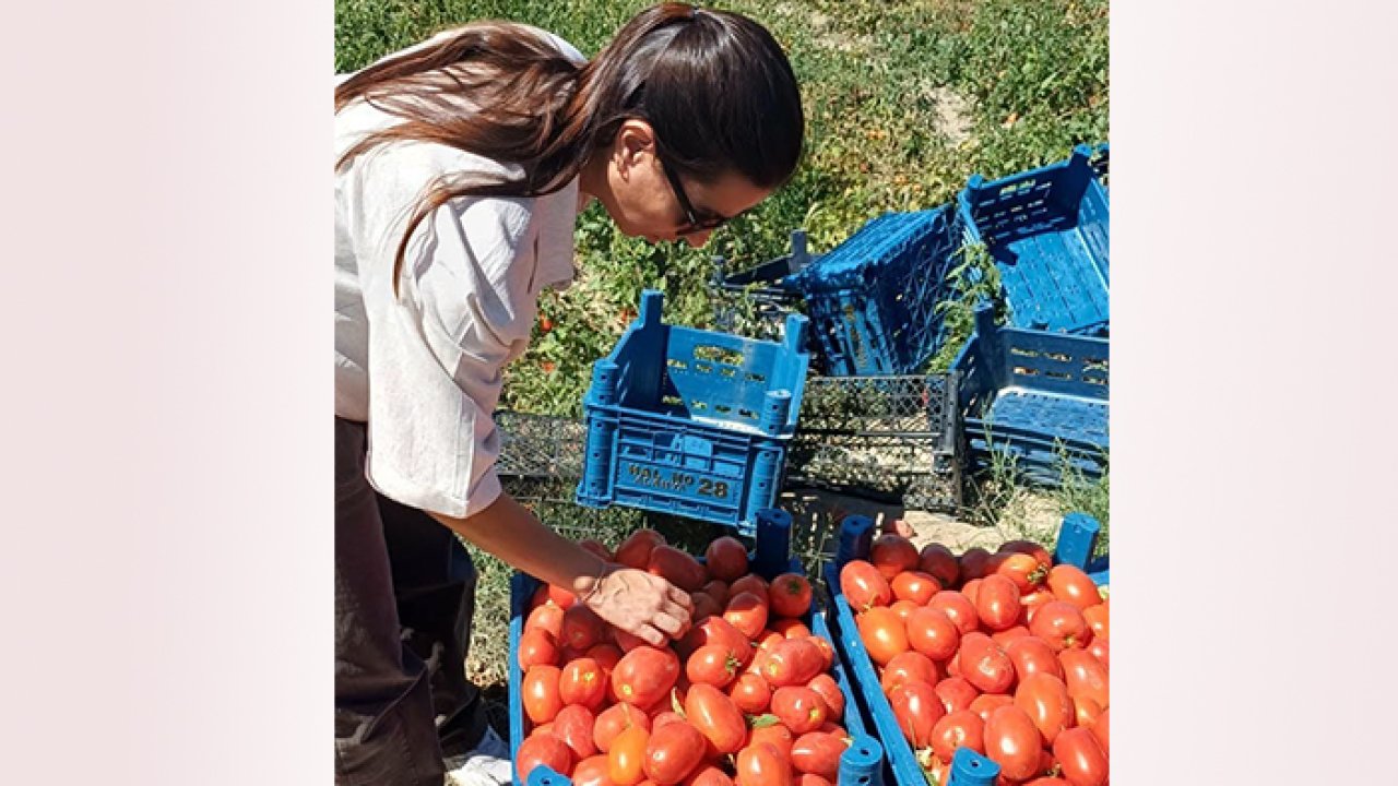 Karapınar’da domates hasadı! Hastalık ve zararlılar kontrol altında