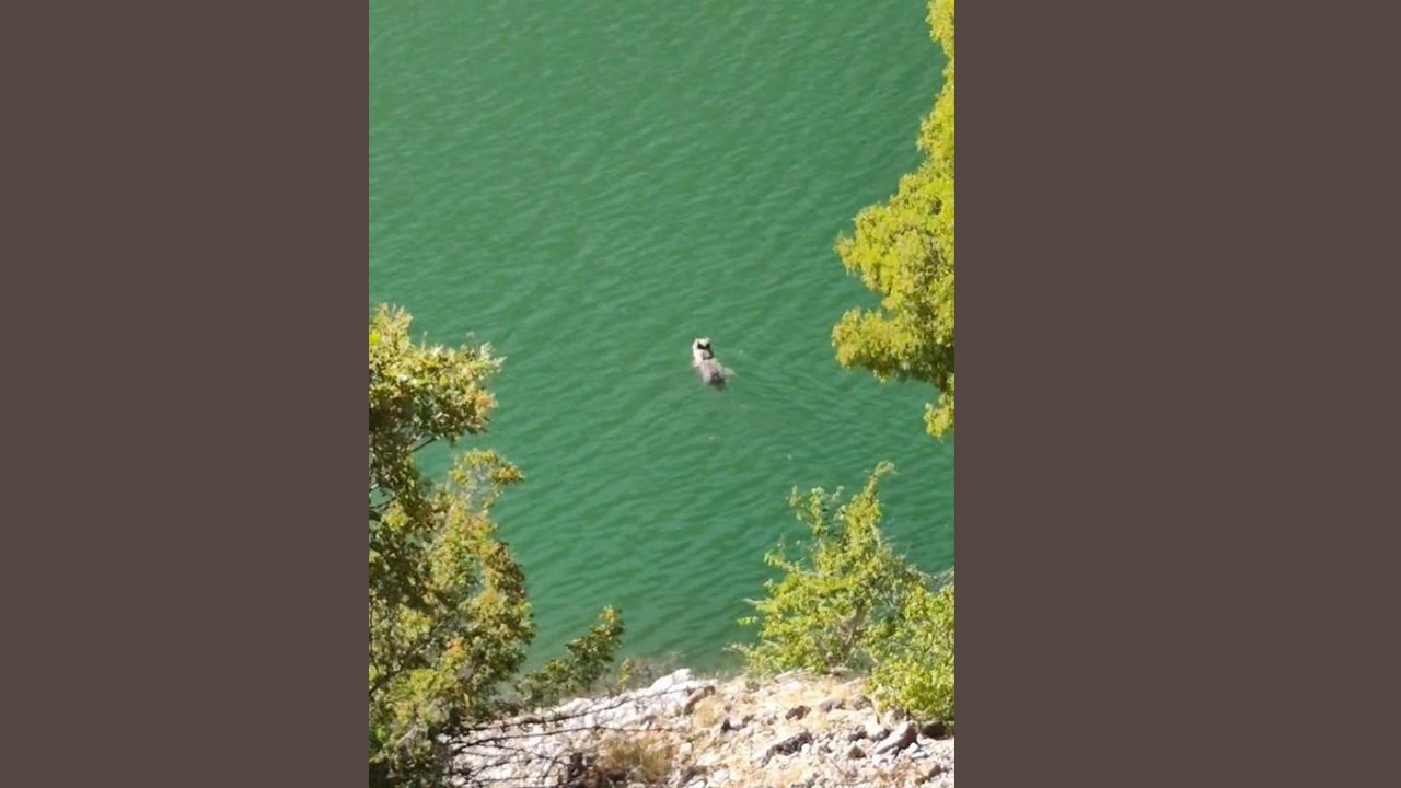 Ayıyı görenler şaşkına döndü! Karşıya geçmek için suya girdi