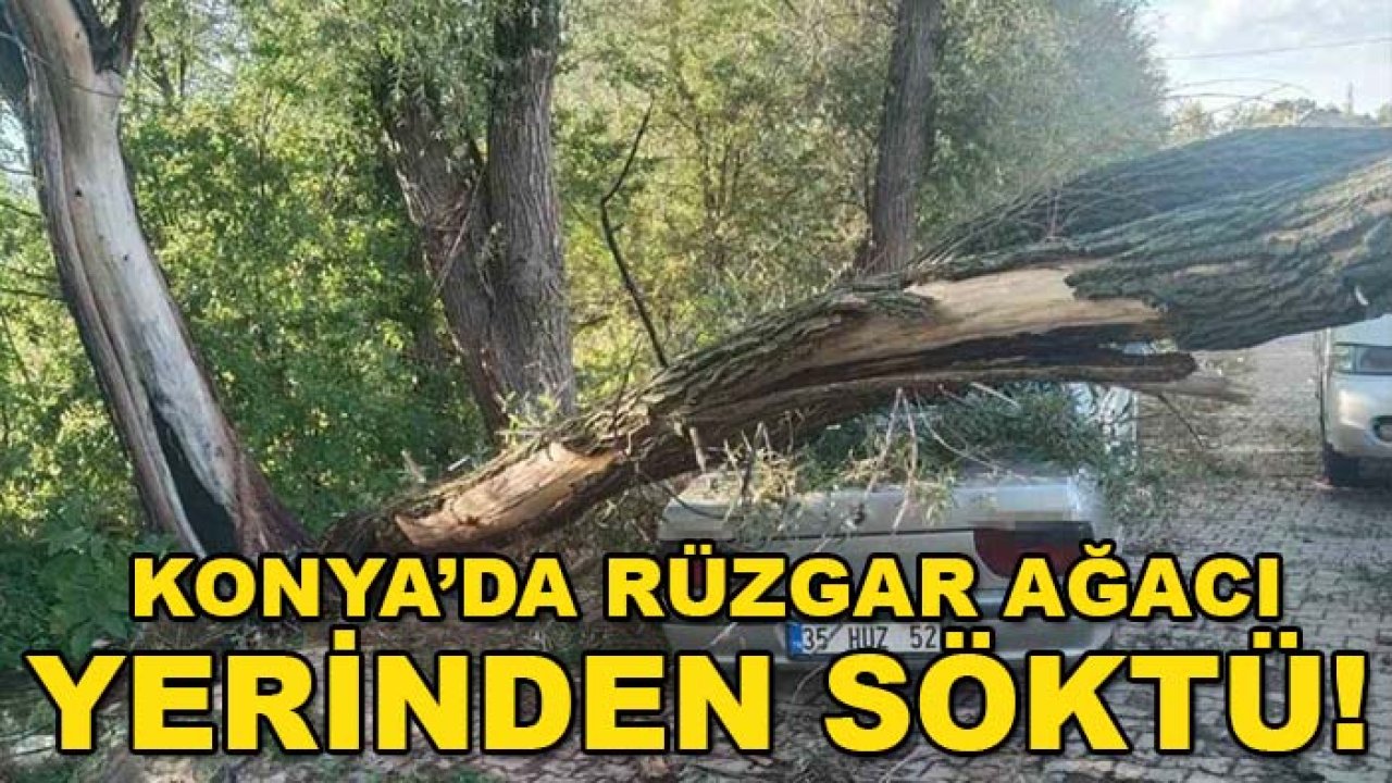 Konya’da rüzgar ağacı yerinden söktü! Otomobilde maddi hasar oluştu