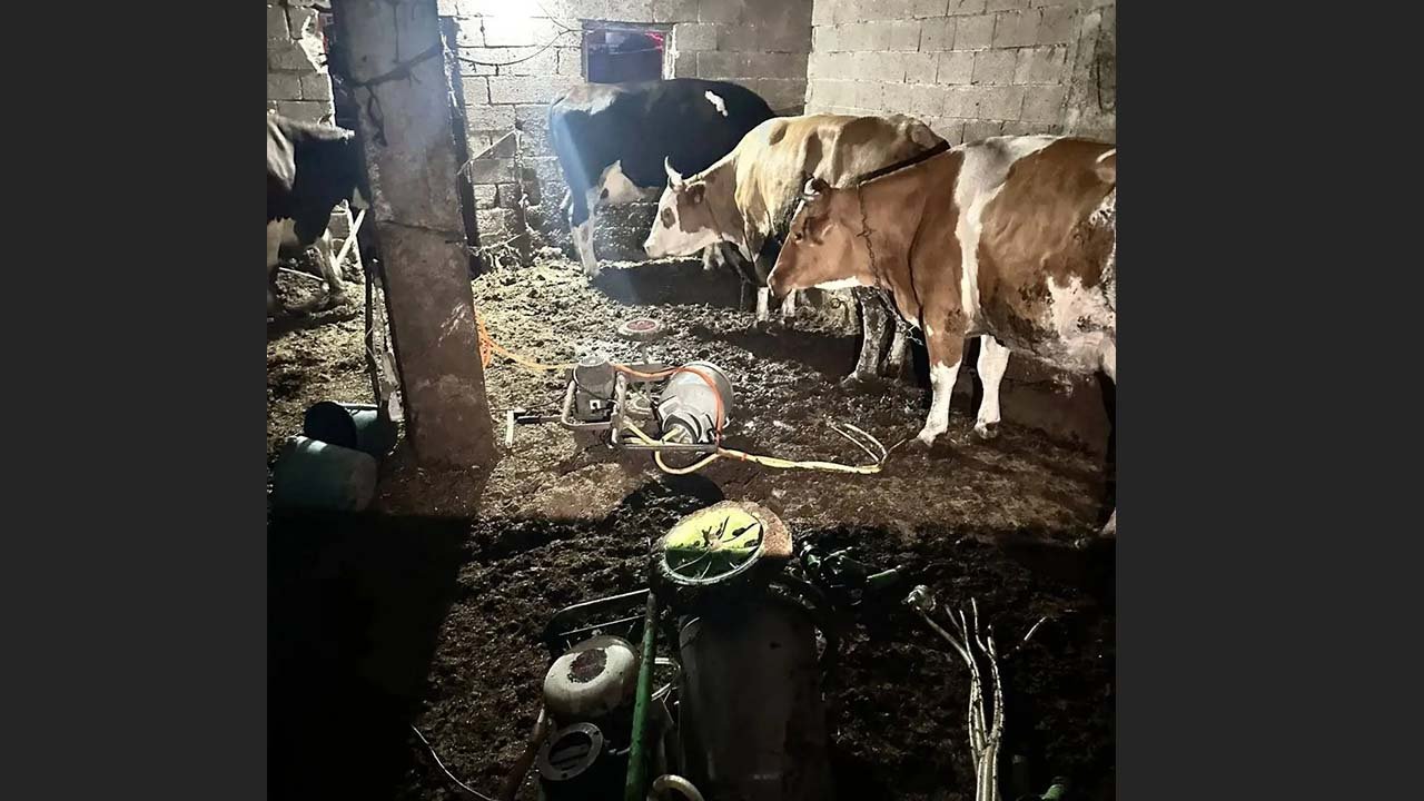 Süt sağmak için ahıra girdi, hayatını kaybetti!