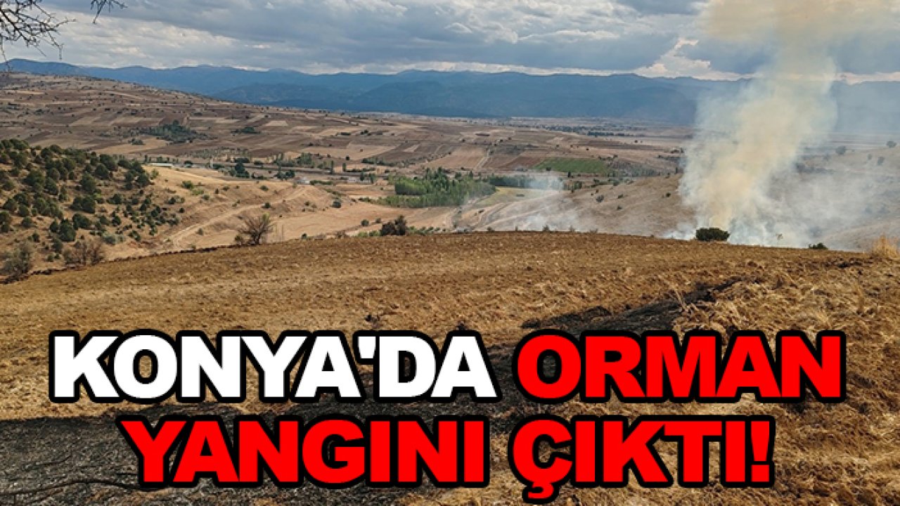Konya'da orman yangını çıktı!