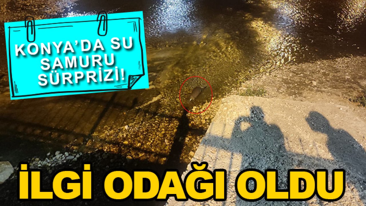 Konya’da su samuru sürprizi! İlgi odağı oldu