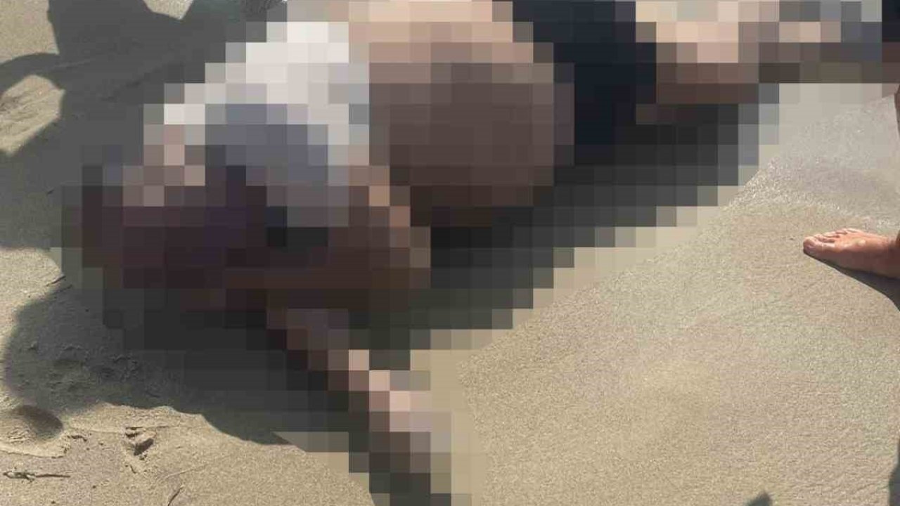 İş insanı plajda ölü bulundu