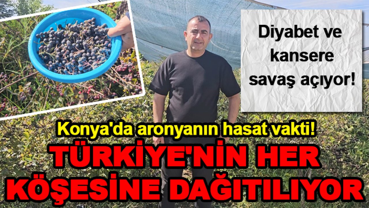 Konya'da aronyanın hasat vakti! Türkiye'nin her köşesine dağıtılıyor