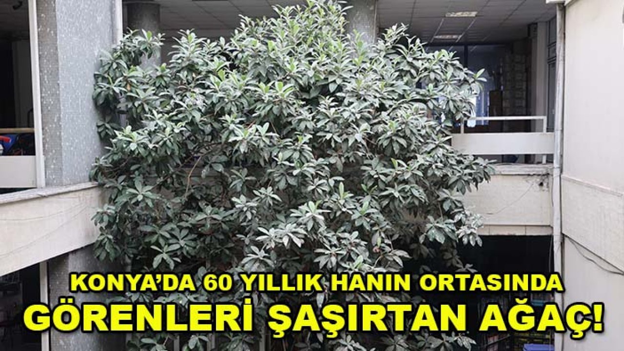 Konya’da 60 yıllık hanın ortasında görenleri şaşırtan ağaç!