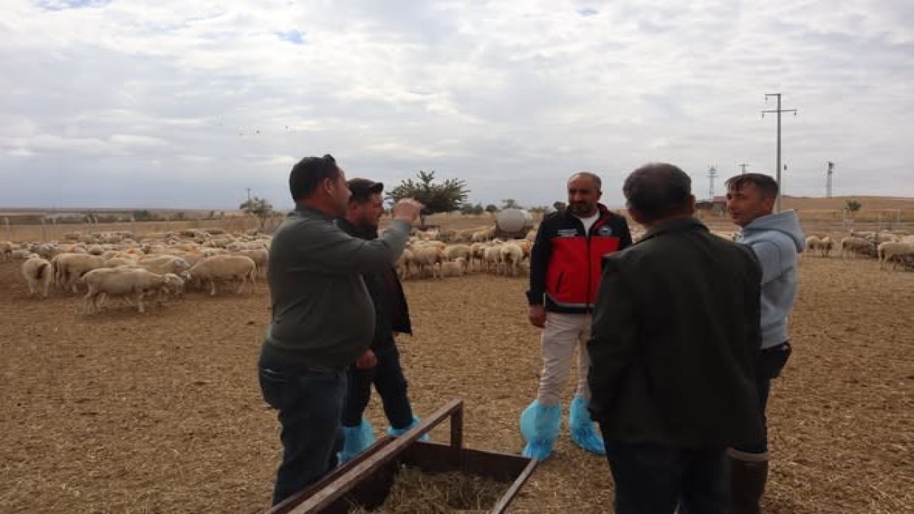Konya Karapınar’da Hayvancılık için sahaya indiler
