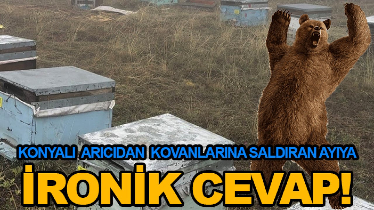Konyalı arıcıdan kovanlarına saldıran ayıya ironik cevap!