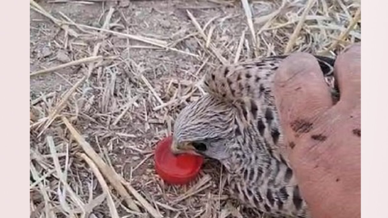 Konya'da yavru kerkeneze şefkat eli! Elleriyle su içirdi