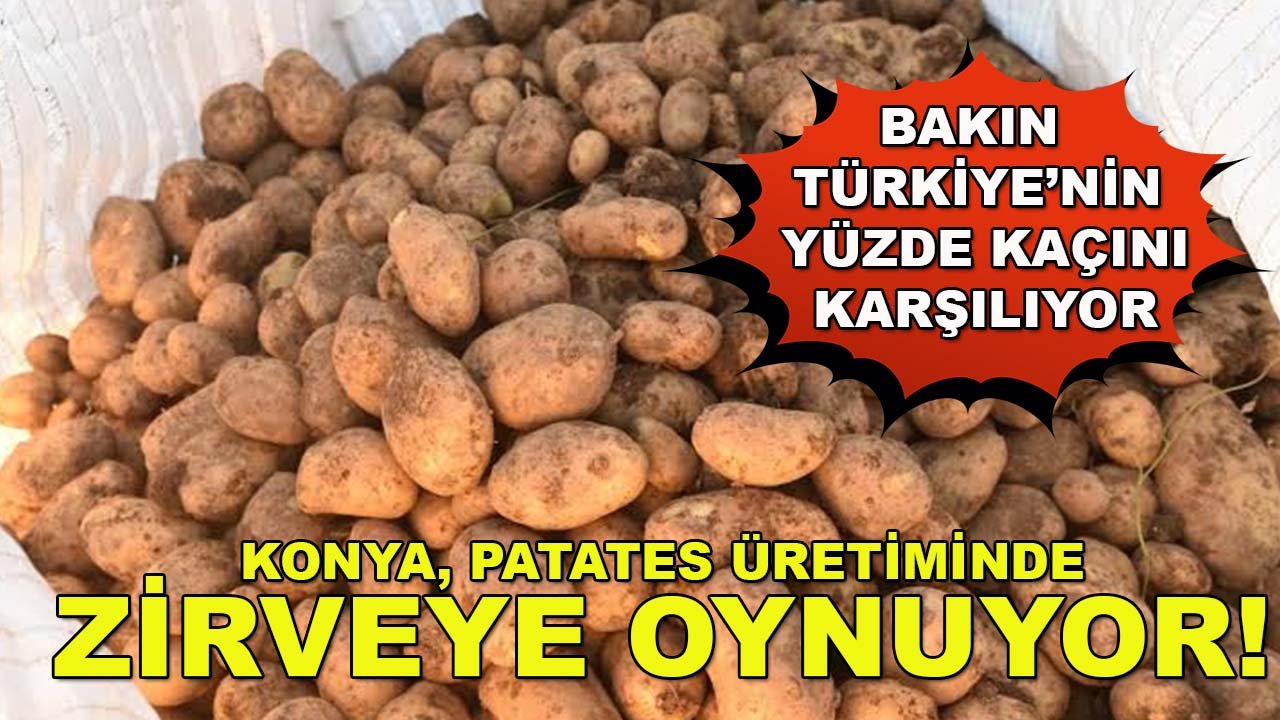Konya, patates üretiminde zirveye oynuyor! Bakın Türkiye’nin yüzde kaçını karşılıyor