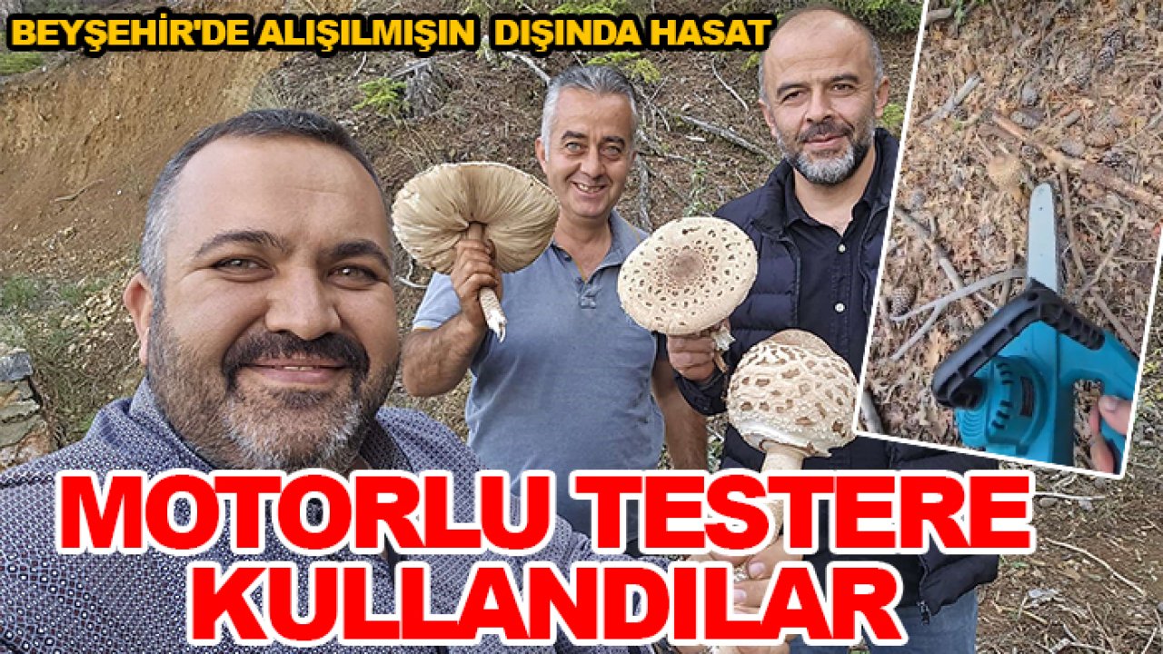 Beyşehir'de alışılmışın dışında hasat: Motorlu testere kullandılar