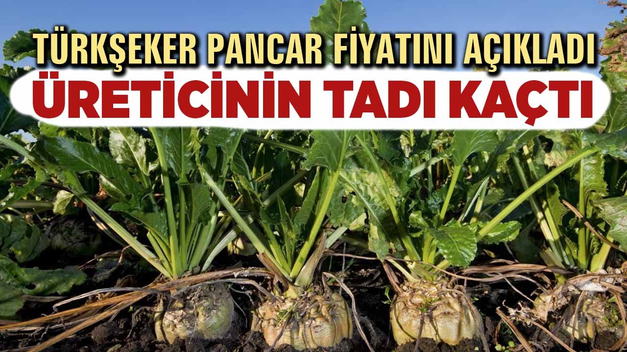 Türkşeker fiyatı açıkladı, üreticinin tadı kaçtı!
