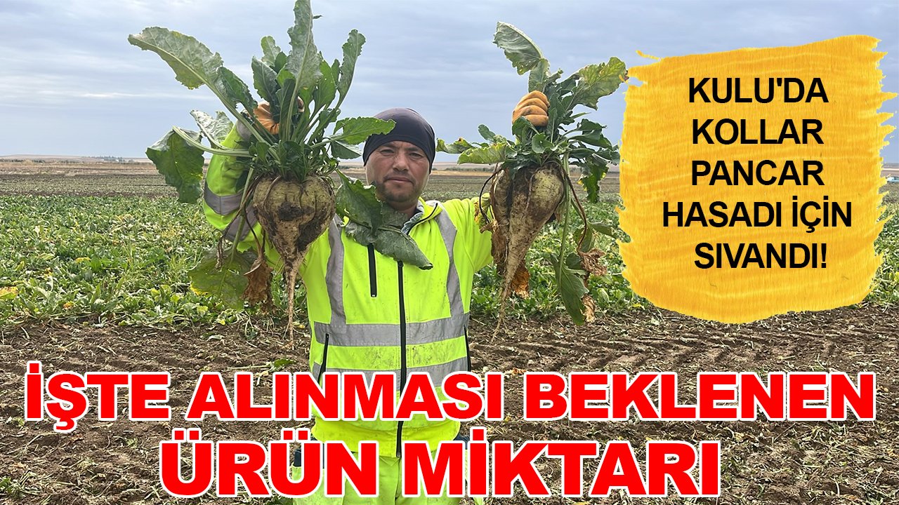 Kulu'da kollar pancar hasadı için sıvandı! İşte alınması beklenen ürün miktarı