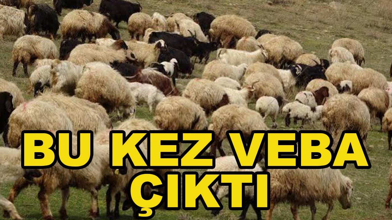 Konya’da bir hayvan pazarı daha kapatıldı! Bu kez veba çıktı
