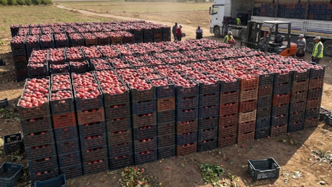 Tarlada 10 TL, markette 90 TL!: Üretici perişan