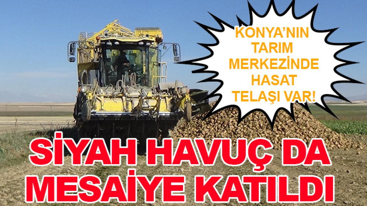 Konya’nın tarım merkezinde hasat telaşı var! Siyah havuç da mesaiye katıldı