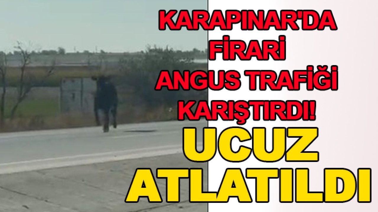 Karapınar'da firari angus trafiği karıştırdı! Ucuz atlatıldı