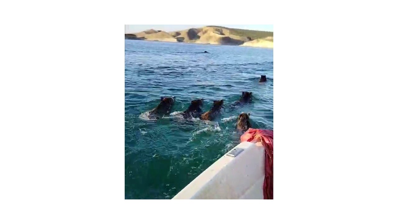 Balıkçılara barajda domuz sürprizi