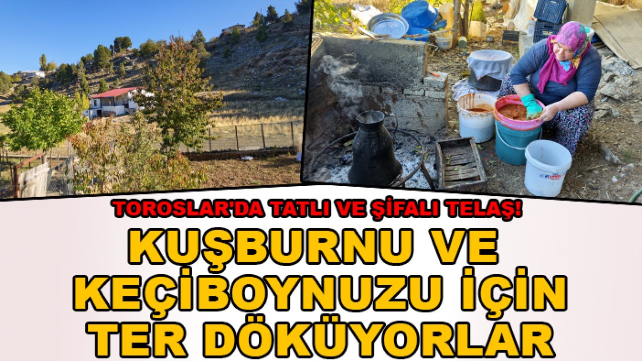 Toroslar'da tatlı ve şifalı telaş! Kuşburnu ve keçiboynuzu için ter döküyorlar