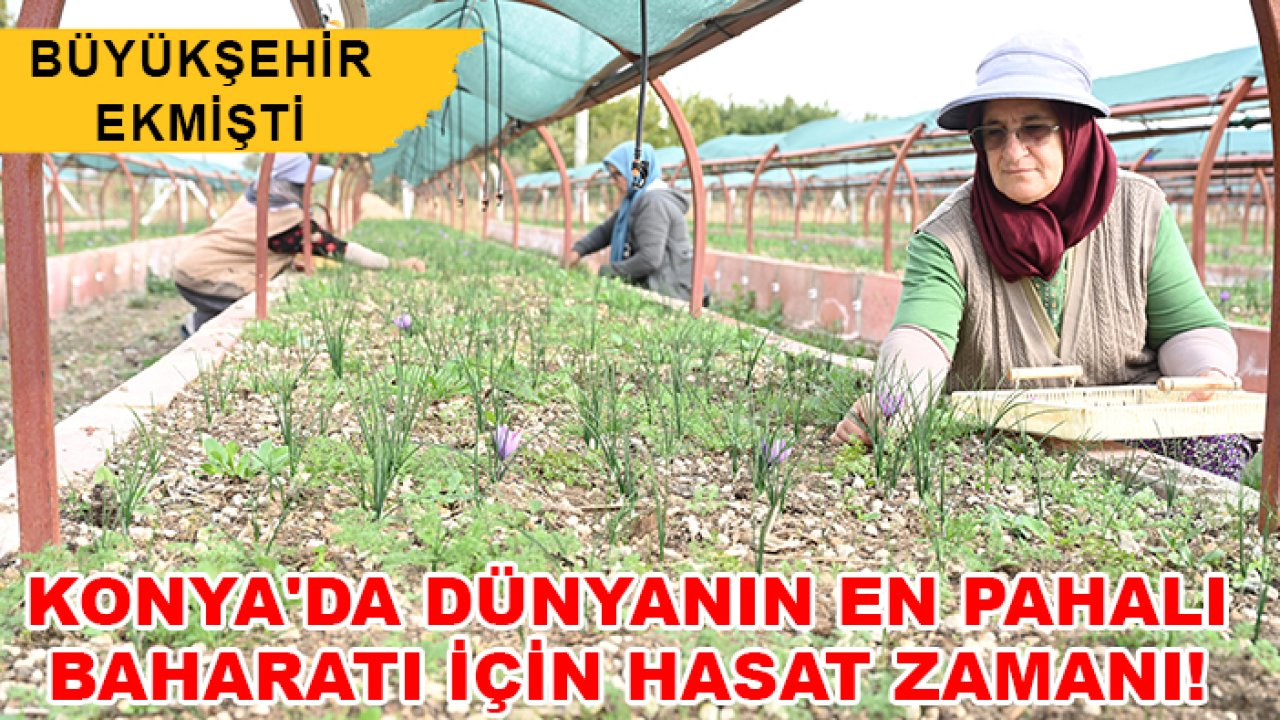 Konya'da dünyanın en pahalı baharatı için hasat zamanı! Büyükşehir ekmişti