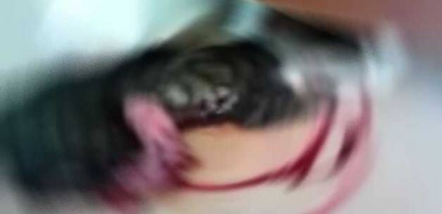 Kediye işkenceye 3 ay hapis cezası