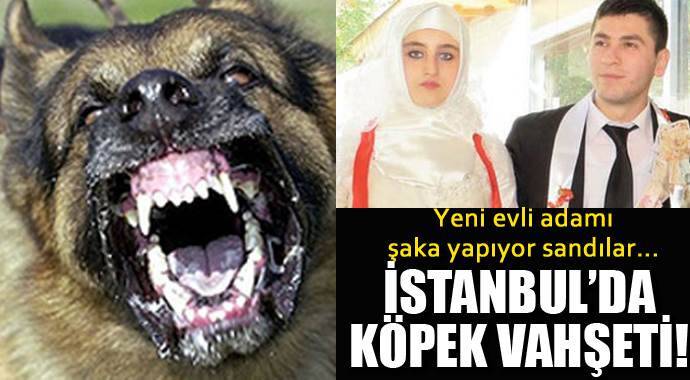 İstanbul'da 5 köpek yeni evli adamı parçaladı!
