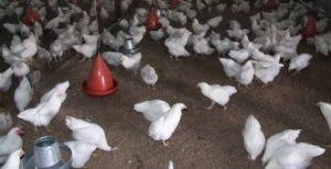 Yumurtlamayan tavuklar, çiftlik sahibini iflas ettirdi