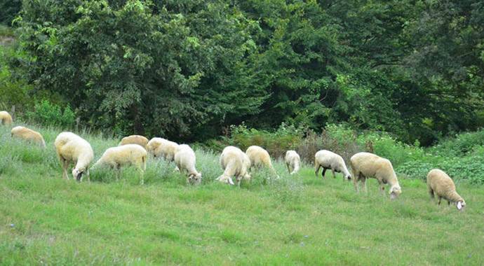 Koyunlara yıllarca haksızlık edilmiş!