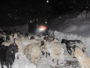Yaylada Hayvanlarıyla Mahsur Kalan Çobanı Afad Kurtardı