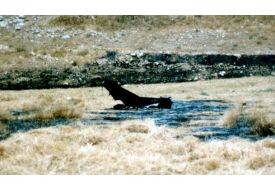 ABD'de Kargo Uçağı Düştü